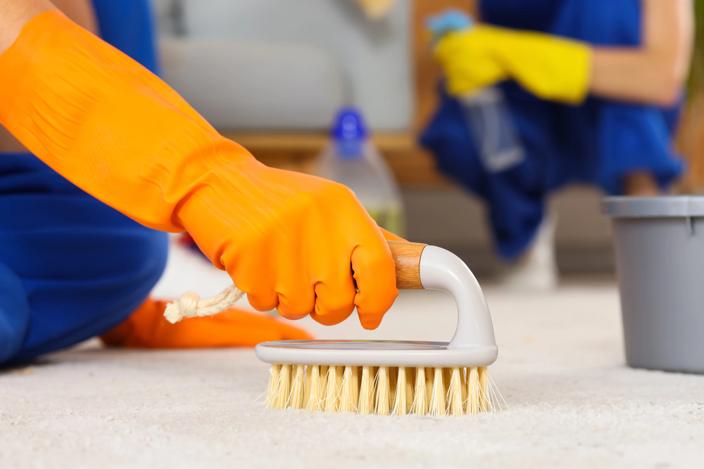 Pet Odor & Stain Removal in Compton